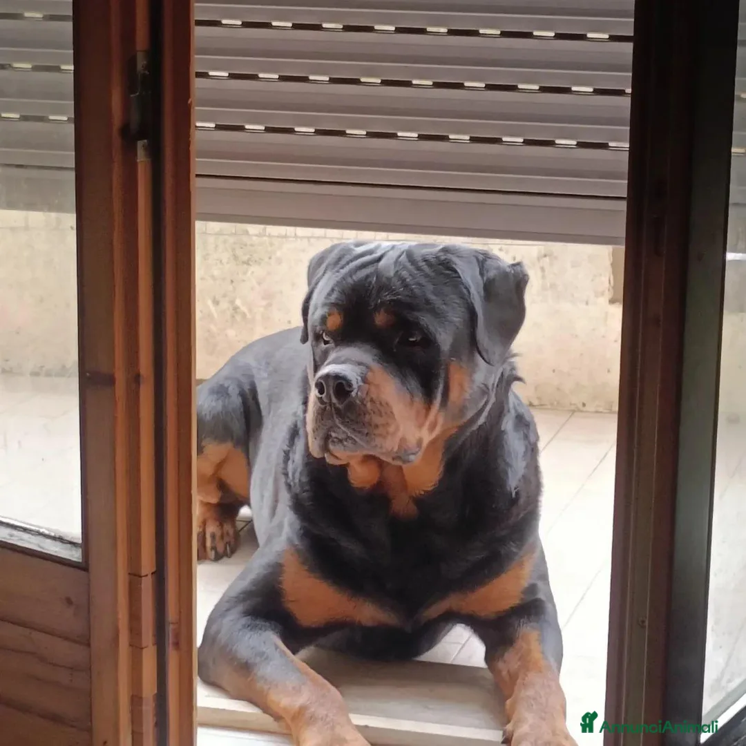 Rottweiler cani per accoppiamento: Cercasifemminarotweiller con pedigree daccoppiare a Provincia di Perugia - Annuncio 1