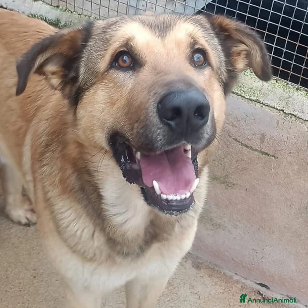 Meticcio cani in regalo: FULMINE dolce cagnolone 2 anni e mezzo cerca casa a Provincia di Latina - Annuncio 2