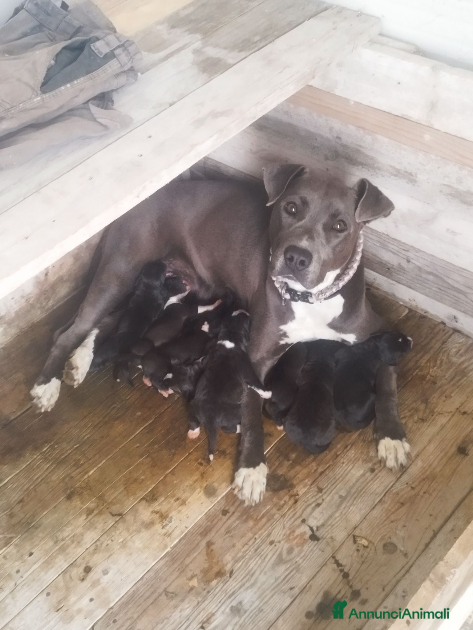 Pitbull cani Pitbull - Annuncio 1