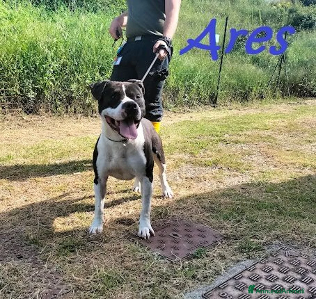 Pitbull cani in regalo: ARES cerca casa con persona esperta - Annuncio 2