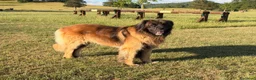 Leonberger cani per accoppiamento: Leonberger maschio per monta a Città metropolitana di Roma Capitale - Annuncio 5