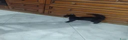 Meticcio gatti in regalo: Regalo Gattini a Città Metropolitana di Napoli - Annuncio 11
