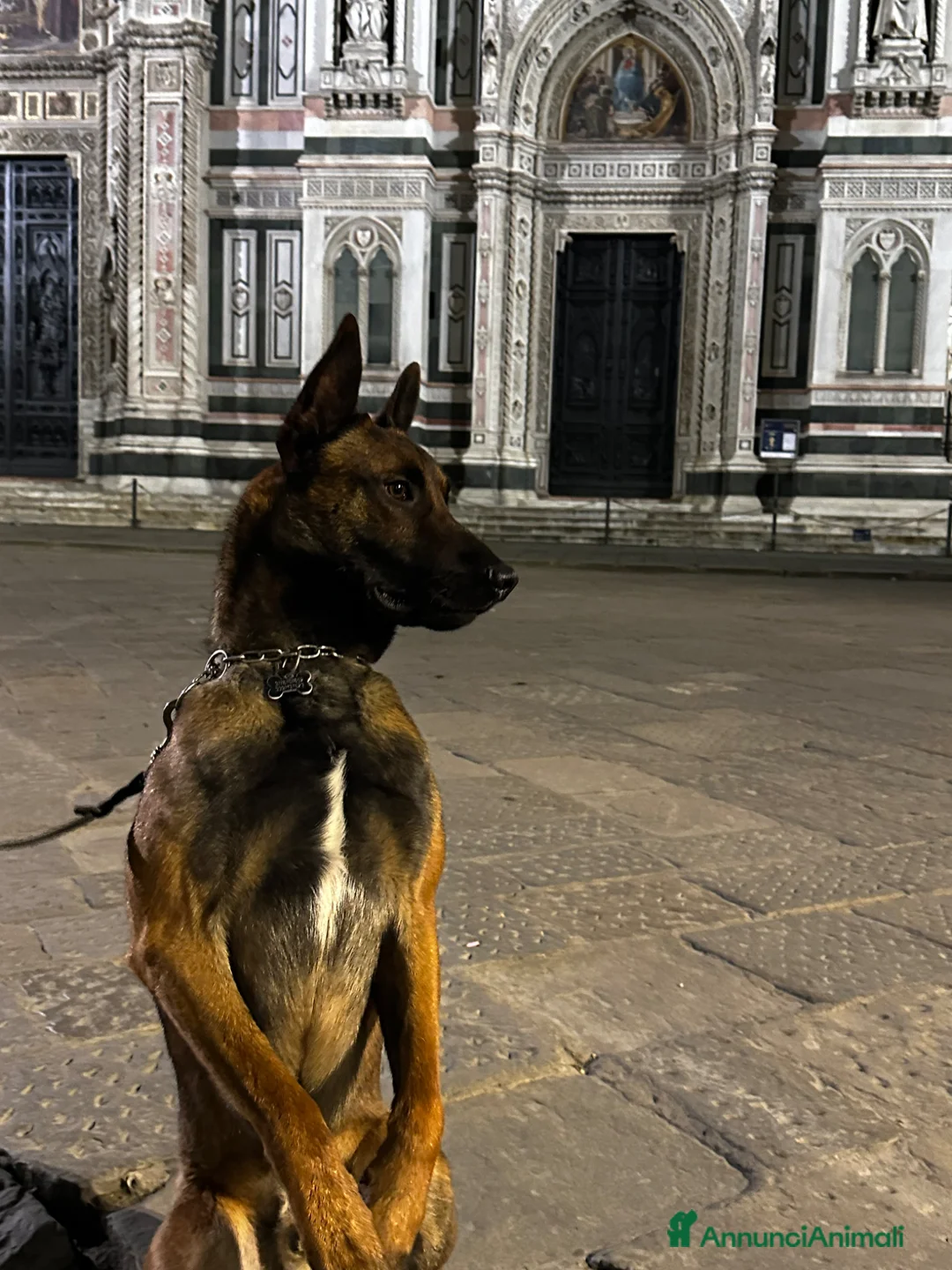 Pastore Belga cani per accoppiamento: Pastore belga malinois da monta - Annuncio 1