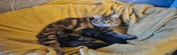 Maine Coon gatti in vendita: Bellissimi cuccioli di Maine Coon - Annuncio 4