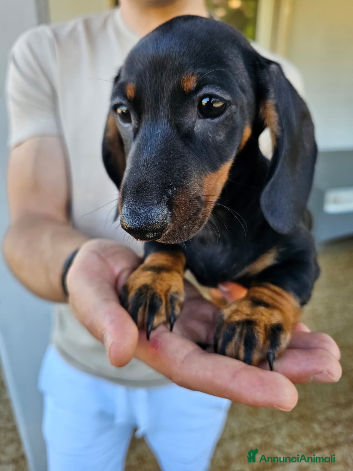 Bassotto cani in vendita: Bassotti nani - Annuncio 17