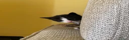 Meticcio gatti in regalo: Cucciolata gatto europeo meticcio - Annuncio 6