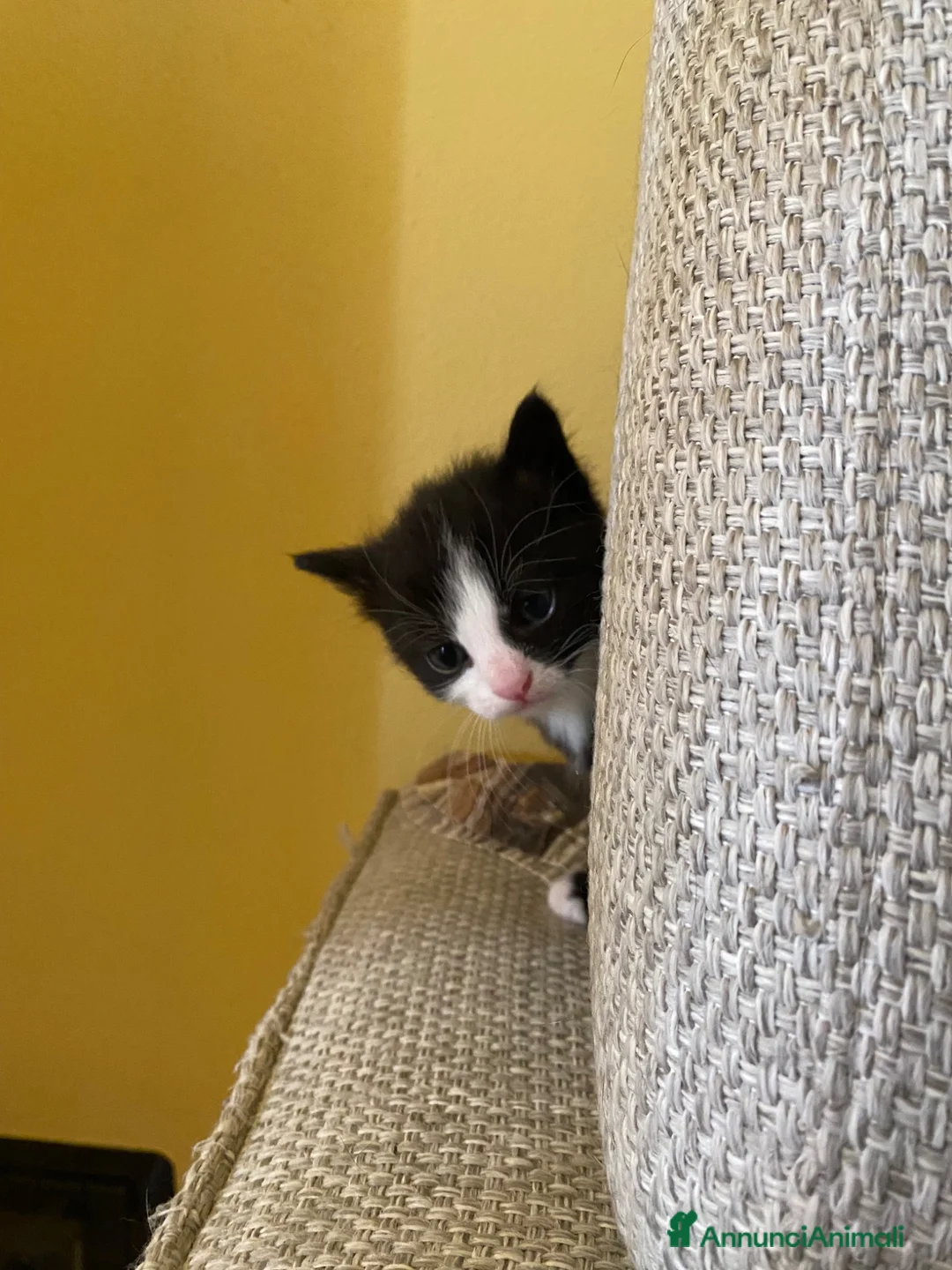 Meticcio gatti in regalo: Cucciolata gatto europeo meticcio - Annuncio 6