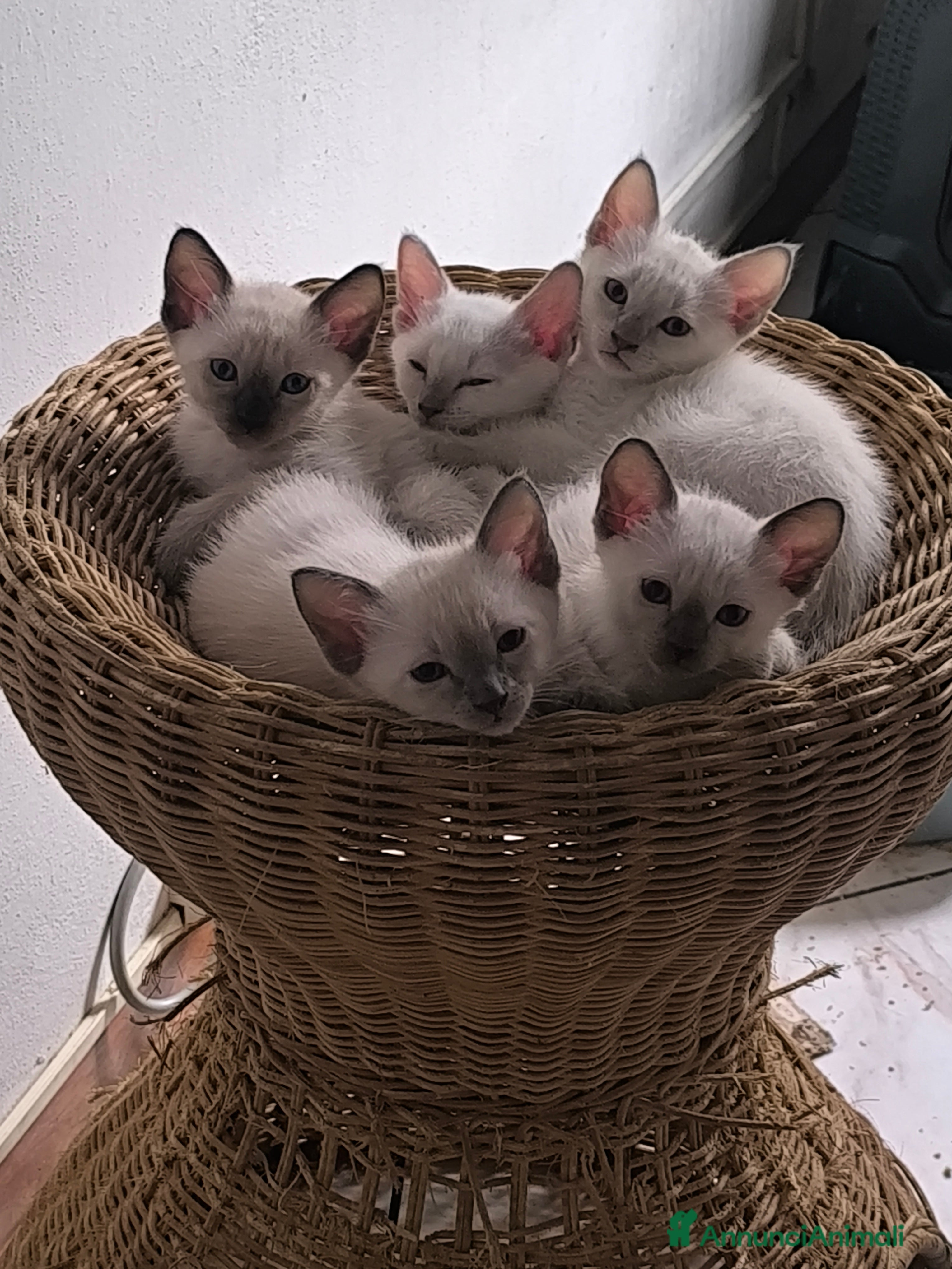 Thai gatti Thai, tipo tradizionale di Siamese, Pedigree - Annuncio 3