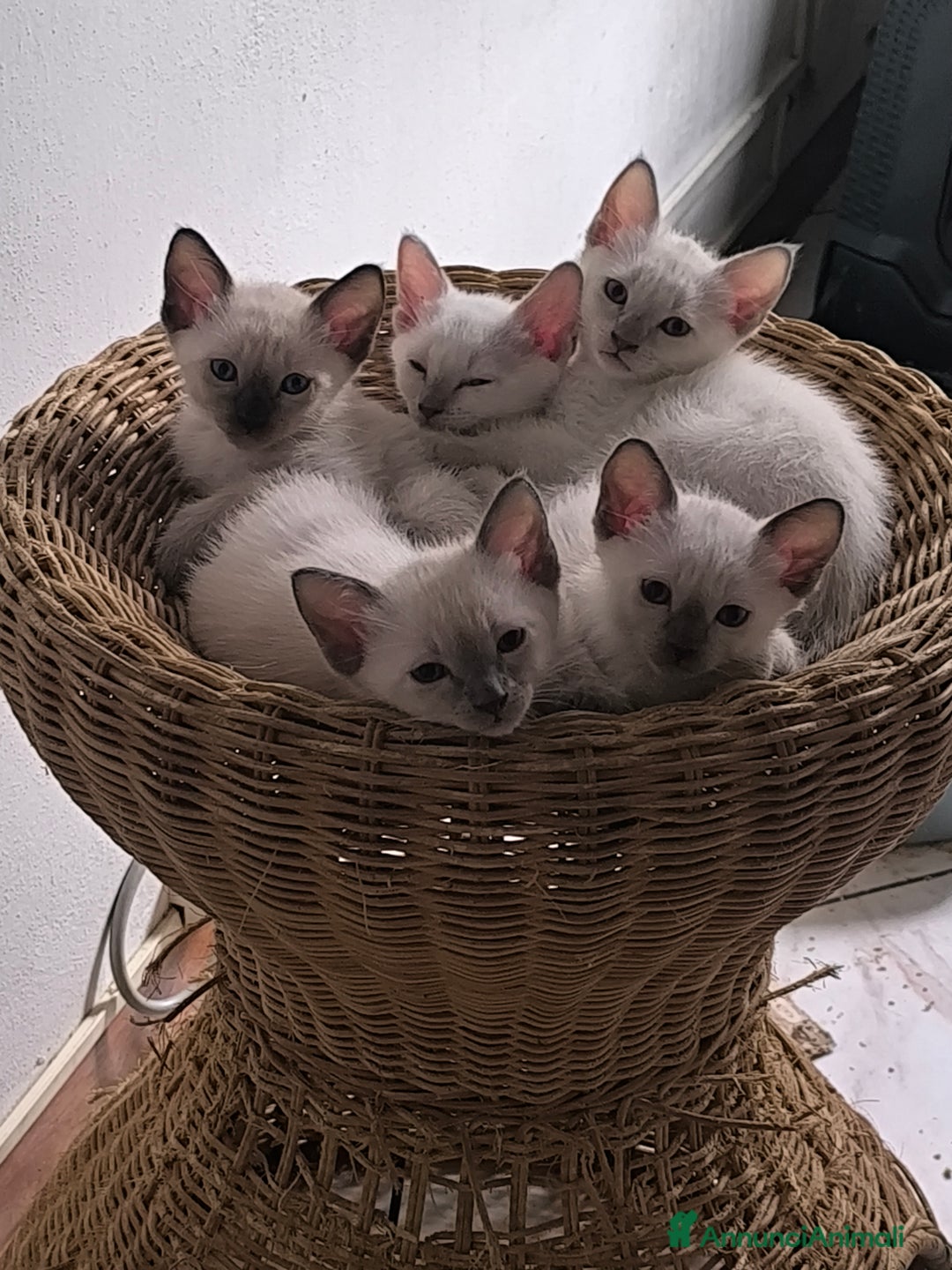 Thai gatti in vendita: Thai, tipo tradizionale di Siamese, Pedigree - Annuncio 1