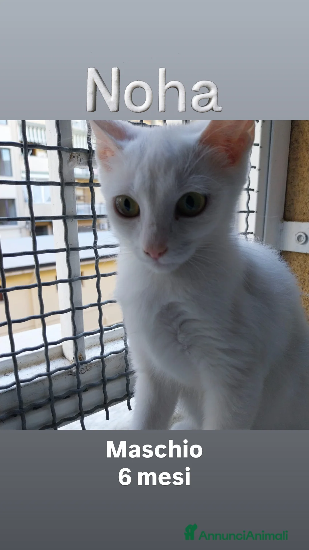 Europeo gatti in regalo: Gatti di 6 mesi in cerca di casa - Annuncio 6