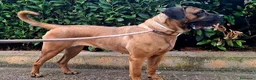 Cane Corso cani in vendita: Cane corso - Annuncio 9