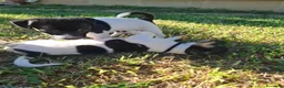 Jack Russell cani in vendita: Cuccioli di jack russel  a Provincia di Lecce - Annuncio 20