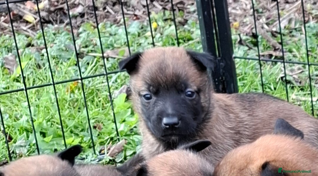 Pastore Belga cani in vendita: Cuccioli di pastore belga malinois  - Annuncio 1
