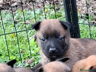 Pastore Belga cani Cuccioli di pastore belga malinois - Annuncio 10