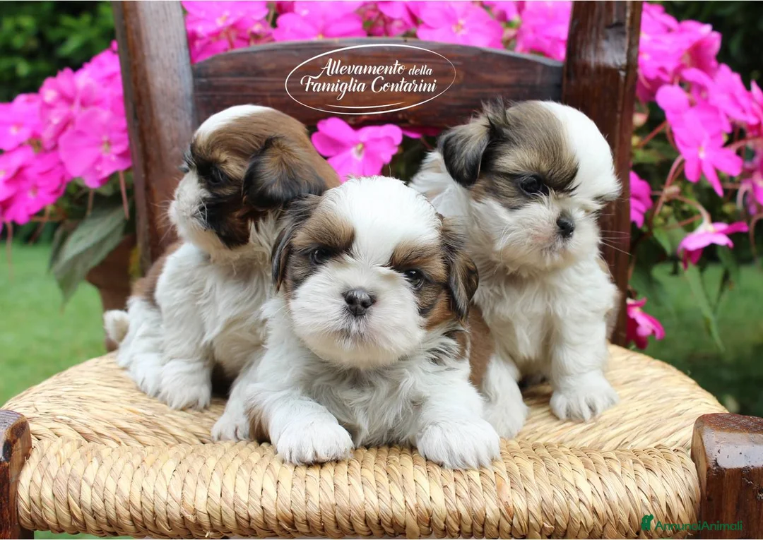 Shih Tzu cani in vendita: SHIHTZU CUCCIOLI STUPENDI <3 a Provincia di Padova - Annuncio 3