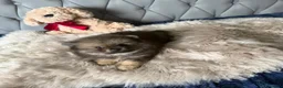 Volpino Pomerania cani in vendita: Cuccioli di Pomerania - Annuncio 15