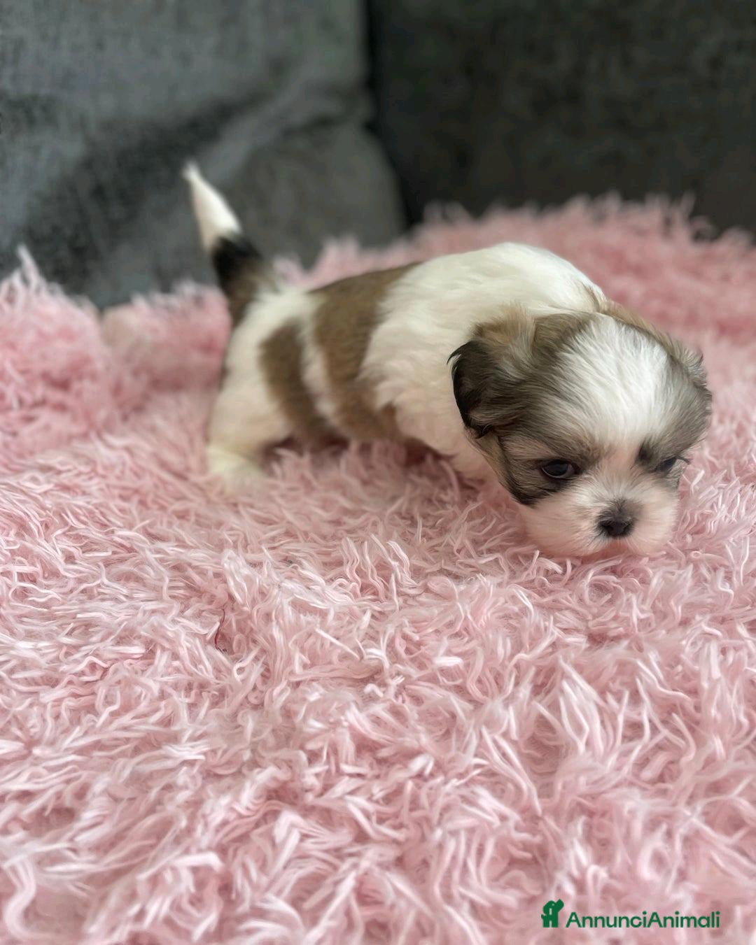 Shih Tzu cani in vendita: Cuccioli di Shih Tzu Imperiale a Città metropolitana di Milano - Annuncio 9