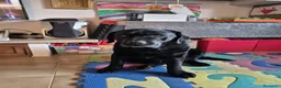 Labrador cani per accoppiamento: Labrador nero ENCI per monta - Annuncio 4