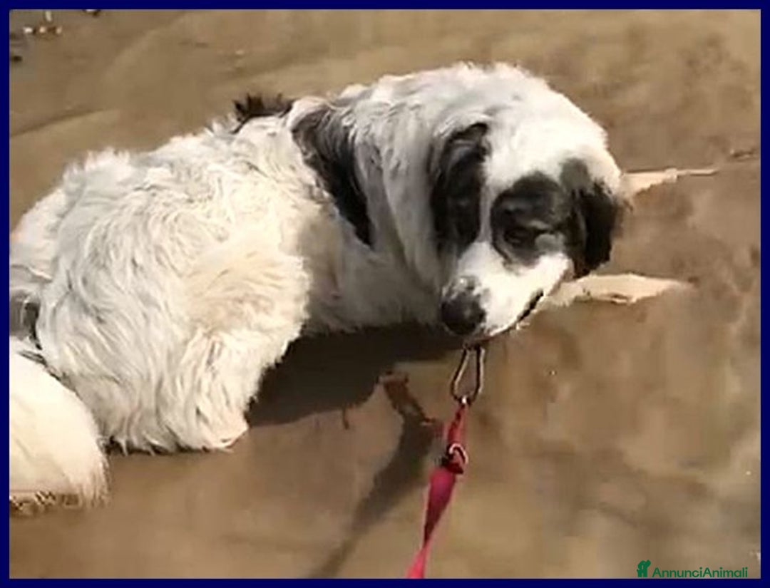 Meticcio cani in regalo: GGG 5anni dolcissimo coccolone! tg grande - Annuncio 4