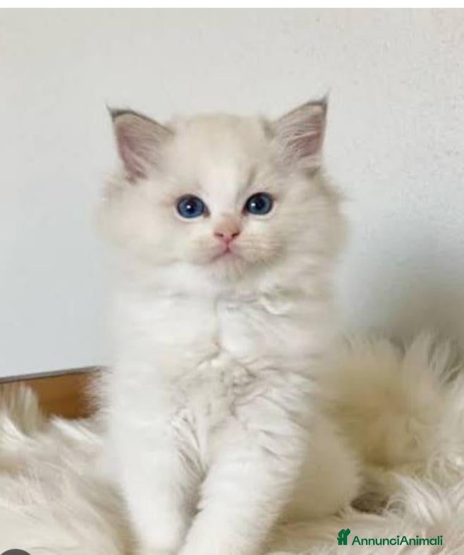 Ragdoll gatti Cuccioli ragdoll altissima genealogia  - Annuncio 4