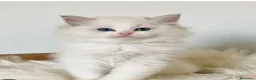 Ragdoll gatti in vendita: Cuccioli ragdoll altissima genealogia  - Annuncio 1