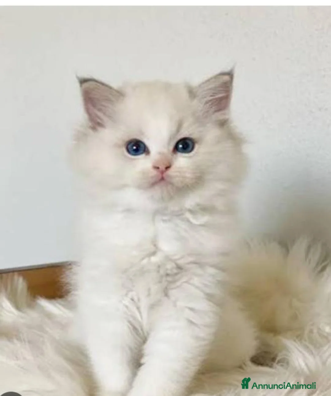 Ragdoll gatti in vendita: Cuccioli ragdoll altissima genealogia  - Annuncio 1