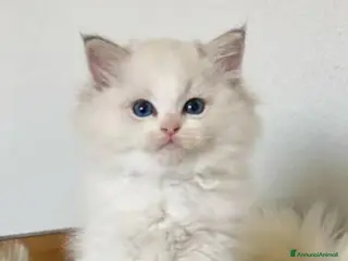 Ragdoll gatti Cuccioli ragdoll altissima genealogia - Annuncio 3