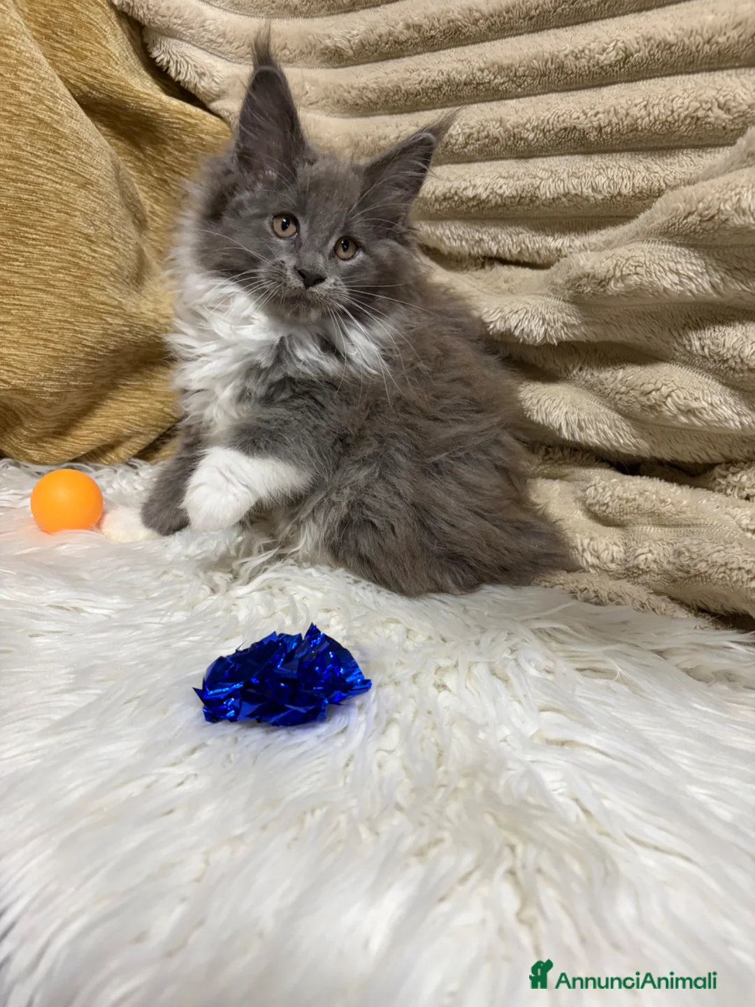Maine Coon gatti in vendita: Cuccioli Maine coon  - Annuncio 16