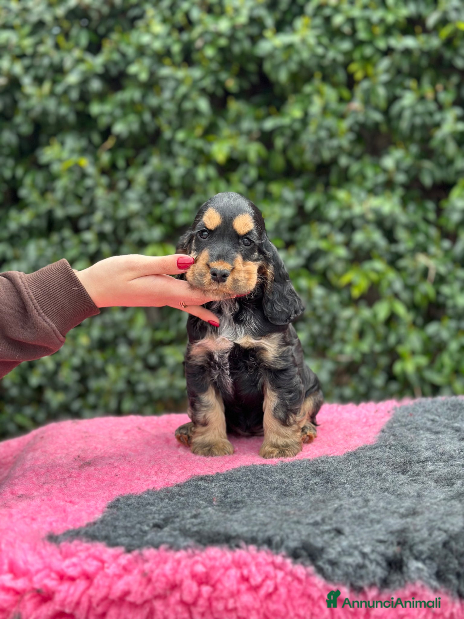 Cocker cani Cocker spaniel inglese  - Annuncio 6
