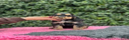 Cocker cani in vendita: Cocker spaniel inglese  - Annuncio 1