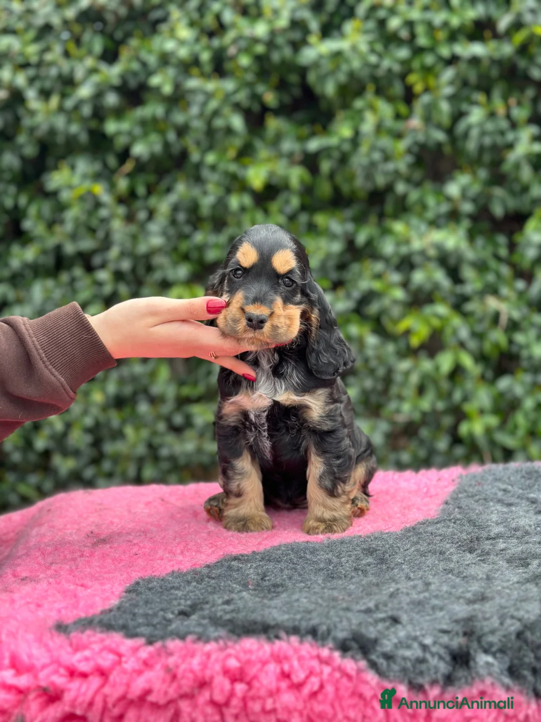 Cocker cani in vendita: Cocker spaniel inglese  - Annuncio 1