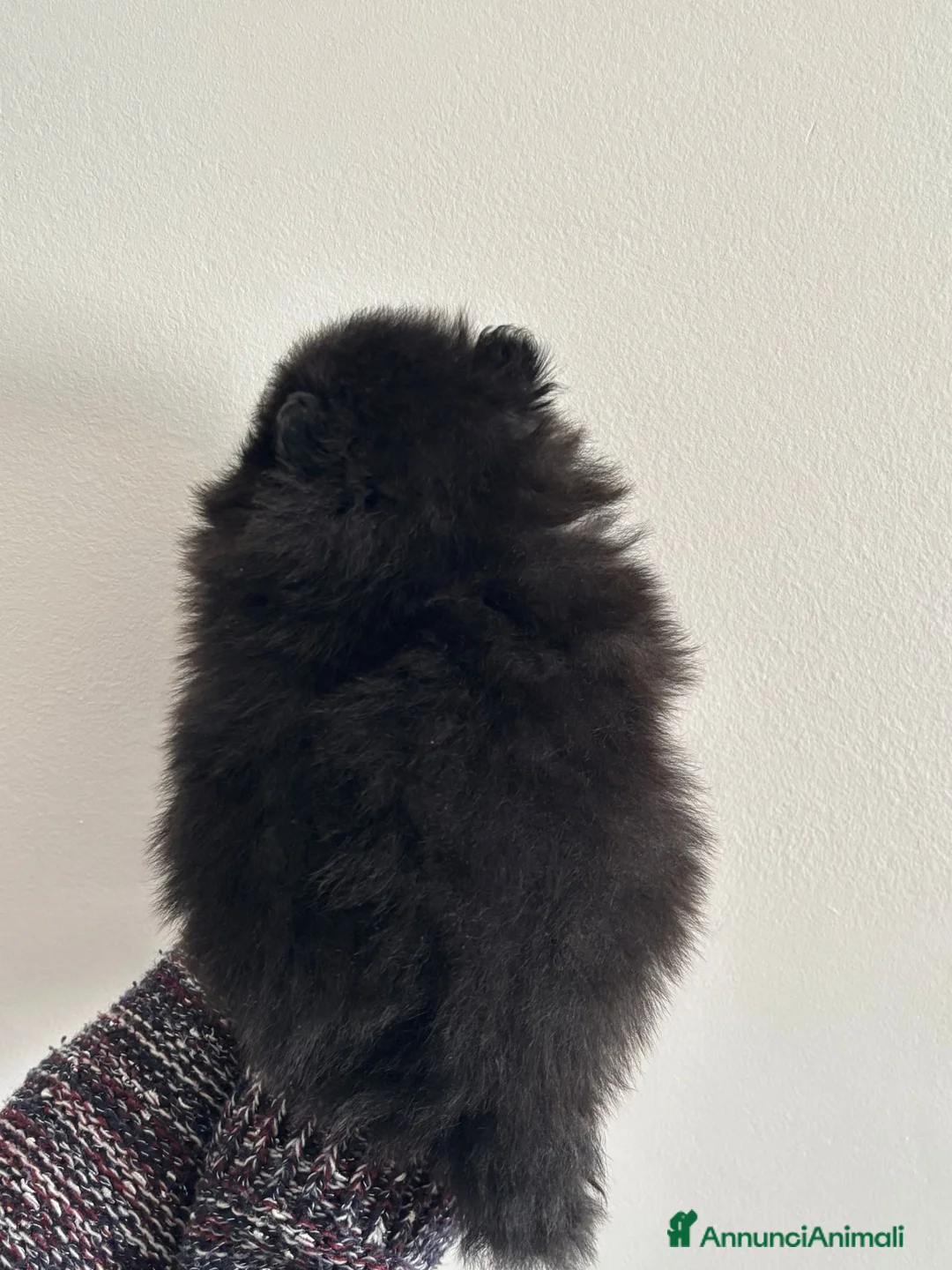 Spitz cani in vendita: SPITZ POMERANIA  - Annuncio 4