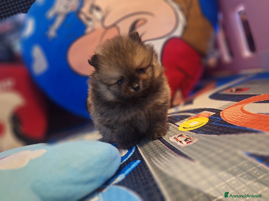 Volpino Pomerania cani in vendita: Cuccioli di spitz tedesco nano  - Annuncio 2