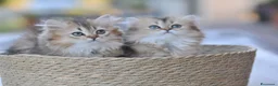 Scottish gatti in vendita: Nala e Nancy cercano una nuova famiglia  - Annuncio 3