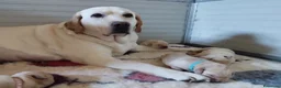 Labrador cani in vendita: Cuccioli di Labrador retriever disponibili a Provincia di Perugia - Annuncio 1