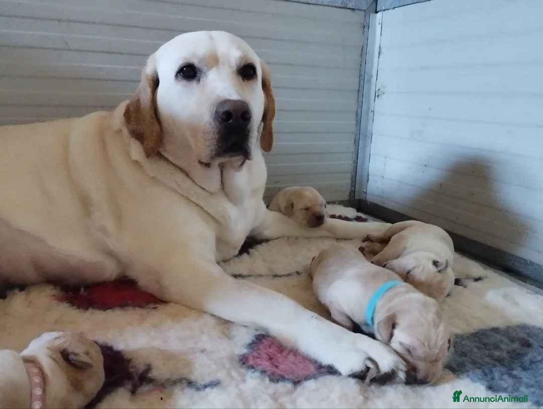 Labrador cani in vendita: Cuccioli di Labrador retriever disponibili a Provincia di Perugia - Annuncio 1