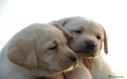 Labrador cani in vendita: Cuccioli Labrador disponibili a Modena | Cucciolo - Immagine 8