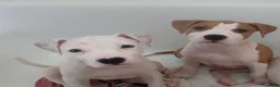 American Staffordshire cani in vendita: Cuccioli di American Staffordshire Terrier  - Annuncio 2