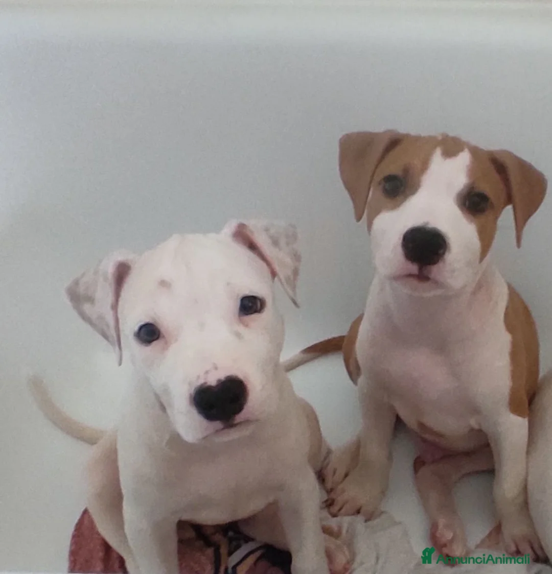 American Staffordshire cani in vendita: Cuccioli di American Staffordshire Terrier  - Annuncio 2