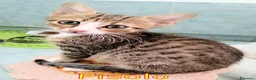 Europeo gatti in regalo: MAMMOLO E PISOLO DOLCISSIMI GATTINI - Annuncio 4