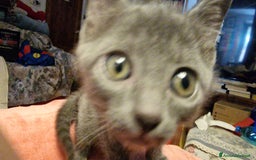 Certosino gatti in vendita: Cuccioli Certosini disponibili a Città Metropolitana di Firenze - Immagine 2
