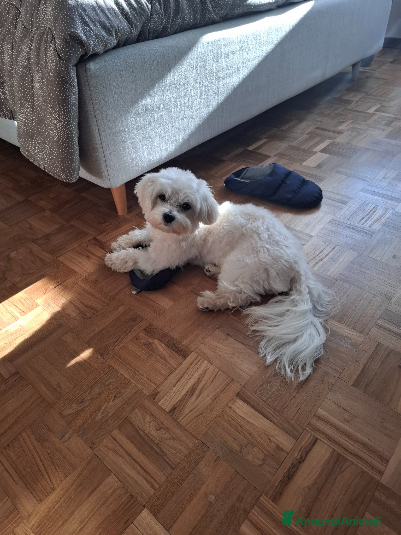 Maltese cani Vendo cucciolo 10 mesi causa mia grave malattia  - Annuncio 1