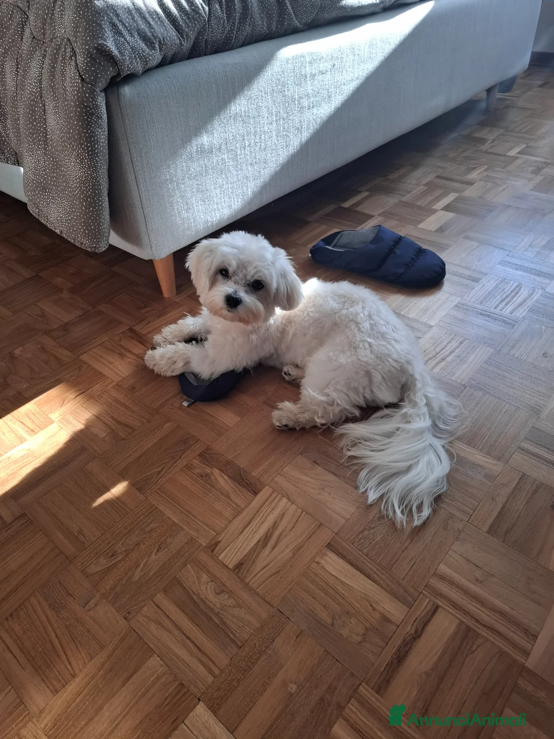 Maltese cani in vendita: Vendo cucciolo 10 mesi causa mia grave malattia  - Annuncio 1