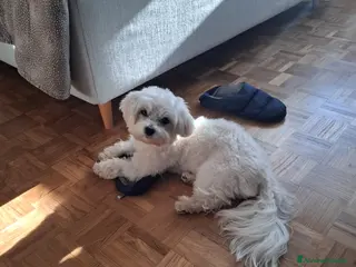 Maltese cani Vendo cucciolo 10 mesi causa mia grave malattia - Annuncio 1