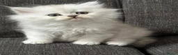 Persiano gatti in vendita: Gattini Cuccioli Persiano a Provincia di Monza e della Brianza - Annuncio 2