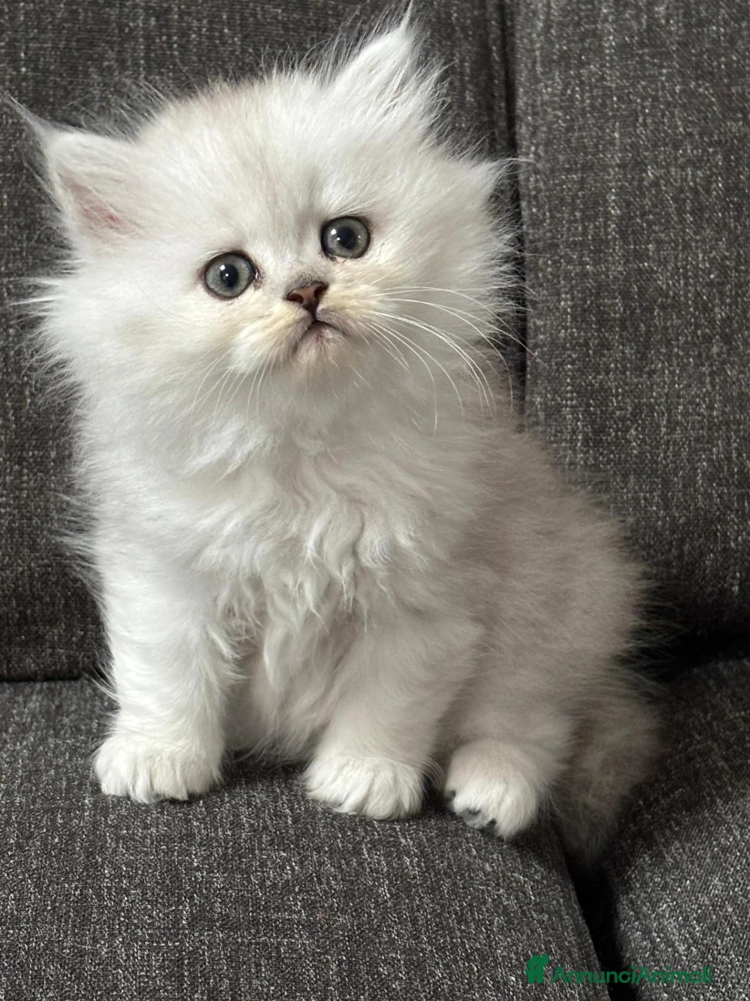 Persiano gatti in vendita: Gattini Cuccioli Persiano a Provincia di Monza e della Brianza - Annuncio 2