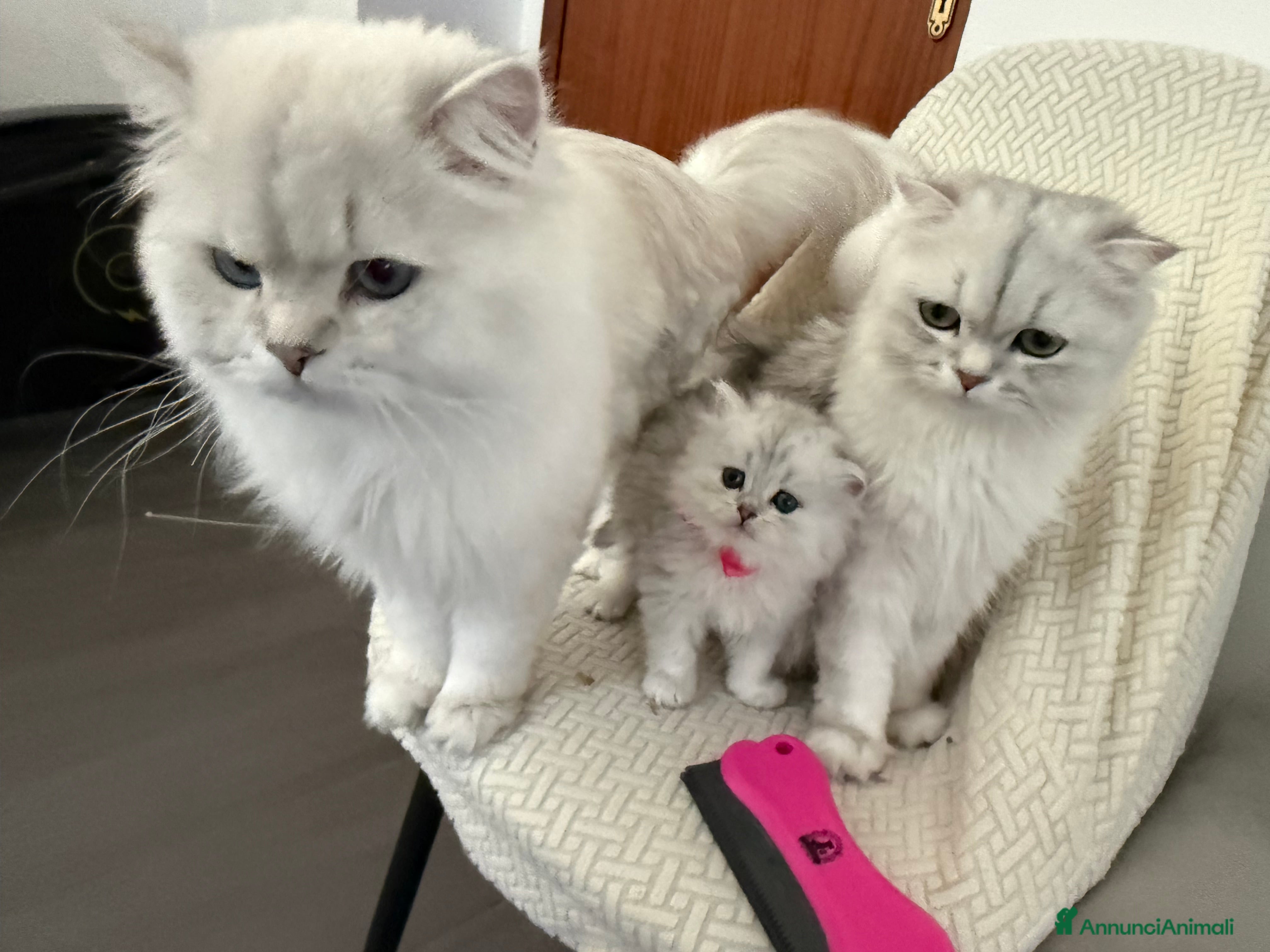 British gatti in vendita: 🐾 Disponibili splendidi cuccioli Highland Fold 🐾 a Provincia della Spezia - Annuncio 1
