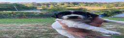 Setter Inglese cani in vendita: Cuccioli setter inglese a Provincia di Bergamo - Annuncio 3