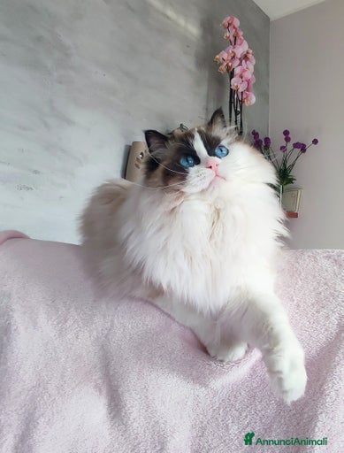 Immagine della galleria {{count}}