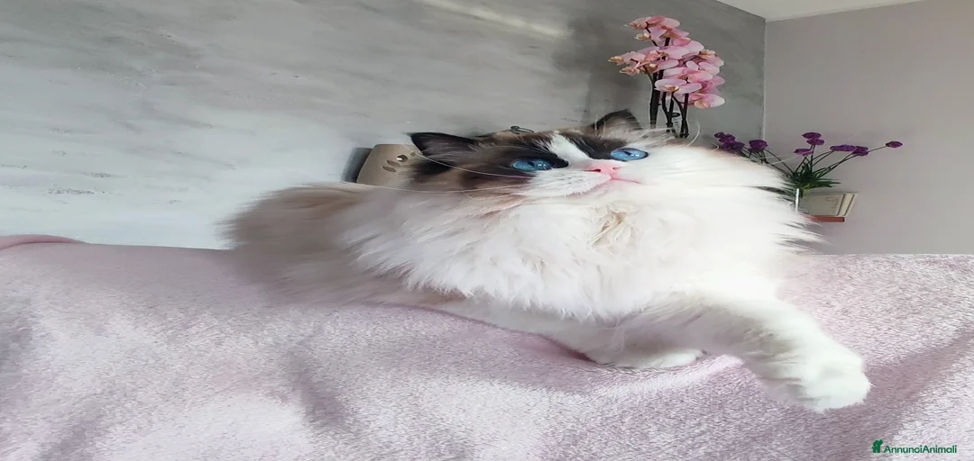 Immagine della galleria {{count}}